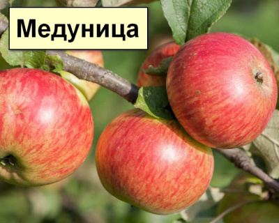 Яблоня мультипрививка "Апорт-Медуница"