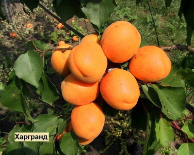 Абрикос мультипрививка "Триумф Северный-Харгранд"