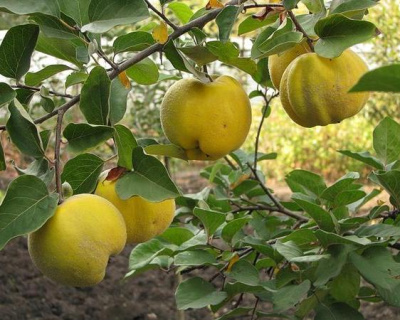 Айва японская "Мария"