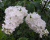 Сирень "Флора" (Flora)