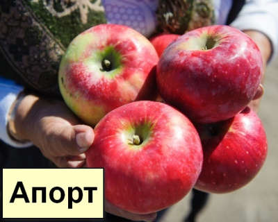 Яблоня мультипрививка "Апорт-Медуница"