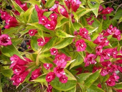 Вейгела "Brigela"