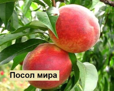 Персик мультипрививка "Посол Мира-Майский цветок"