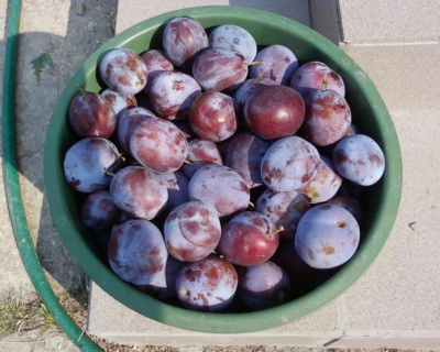 Слива "Кромань"