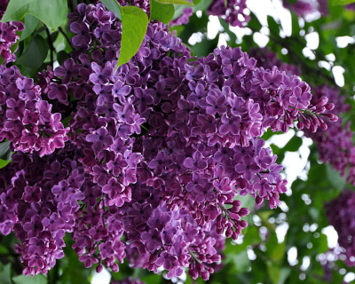 Сирень "Сумерки" (Sumerki)