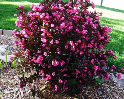 Вейгела "Nana Purpurea"