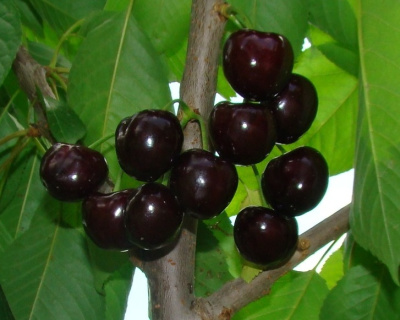Черевишня "Ночка" (гибрид вишни и черешни)