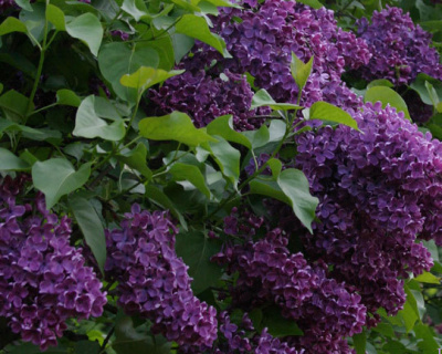 Сирень "Сумерки" (Sumerki)