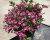 Вейгела "Picobella Rosa" Вейгела "Picobella Rosa"
