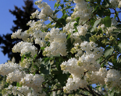 Сирень "Флора" (Flora)