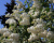 Сирень "Флора" (Flora)