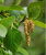 Береза бумажная (Betula papyrifera)