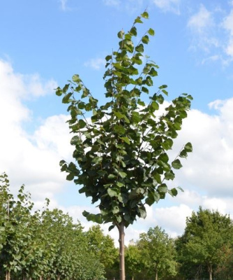  Липа мелколистная (Tilia cordata)