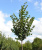  Липа мелколистная (Tilia cordata)