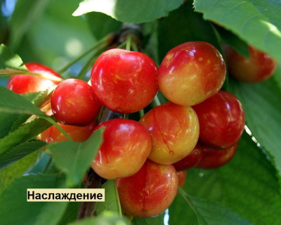 Черешня мультипрививка "Дрогана-Наслаждение"