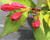 Вейгела "All Summer Red" Вейгела "All Summer Red"