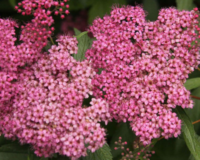 Спирея японская "Фробели" (Froebelii)