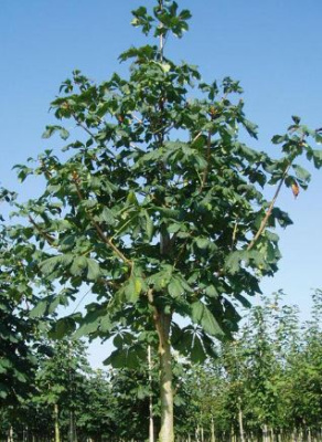 Конский каштан Меммингери (Aesculus hippocastanum Memmingeri)