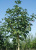 Конский каштан Меммингери (Aesculus hippocastanum Memmingeri)