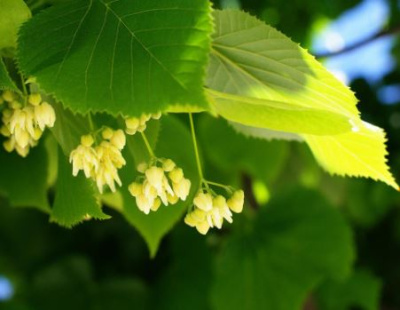  Липа мелколистная (Tilia cordata)