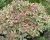 Вейгела "Monet" Вейгела "Monet"