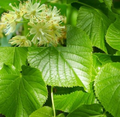 Липа крупнолистная (Tília platyphýllos)