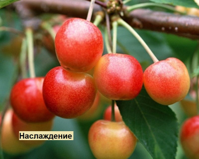 Черешня мультипрививка "Дрогана-Наслаждение"