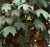 Клен  Явор (Acer Pseudoplatanus 'Atropurpureum')