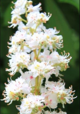 Конский каштан Меммингери (Aesculus hippocastanum Memmingeri)