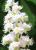 Конский каштан Меммингери (Aesculus hippocastanum Memmingeri)