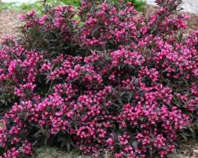 Вейгела "Nana Purpurea"
