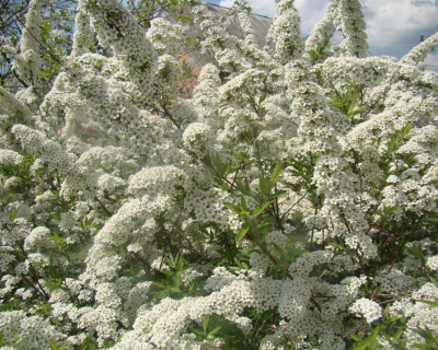 Спирея серая "Аргута" (Аrguta)