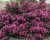 Вейгела "Nana Purpurea"