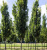 Дуб черешчатый (Quercus robur)