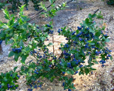 Голубика "Блюкроп (Bluecrop)"