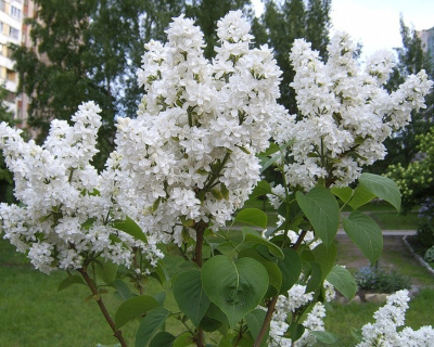 Сирень "Флора" (Flora)