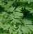 Клён остролистный Палматифидум (Acer platanoides Palmatifidum)