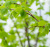 Липа мелколистная Гринспаер (Tilia cordata Greenspire)