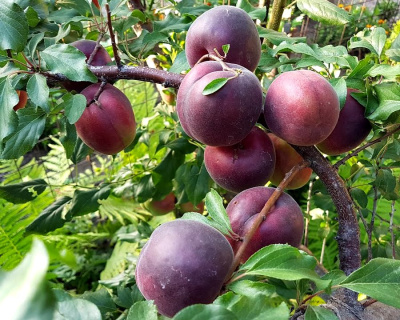 Абрикос "Черный Принц"
