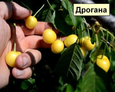 Черешня мультипрививка "Дрогана-Наслаждение"
