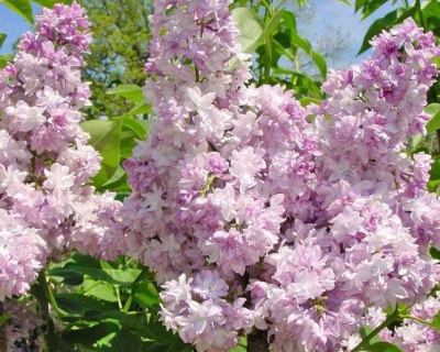 Сирень "Роза Москвы" (Rose de Moscow)