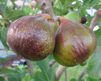 Инжир "Рандино"