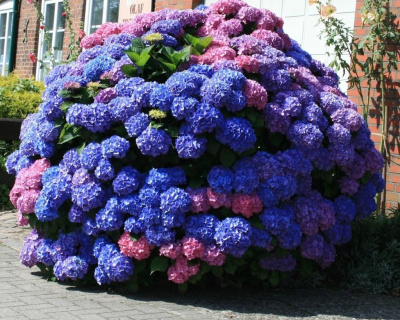 Гортензия крупнолистная "Букет Роуз" (Bouquet Rose)