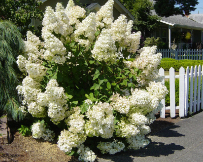Гортензия метельчатая "Грандифлора" (Grandiflora)