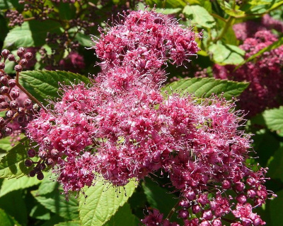 Спирея японская "Фробели" (Froebelii)