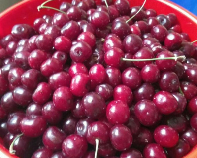 Вишня "Шпанка"
