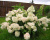 Гортензия метельчатая "Грандифлора" (Grandiflora)