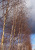  Берёза повислая Звитсерс Глори (Betula pendula Zwitsers Glorie)