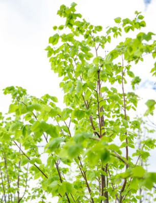 Липа мелколистная Гринспаер (Tilia cordata Greenspire)