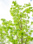 Липа мелколистная Гринспаер (Tilia cordata Greenspire)
